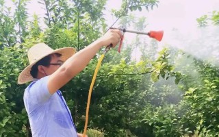 柑橘煤污病的發(fā)病特點(diǎn)，在葉片、枝梢及果實(shí)的表面有黑色的煤污斑