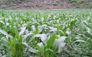 鐵研58玉米品種簡介，中抗彎孢菌葉斑?。?-5級）