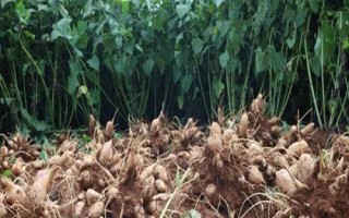 種植雪蓮果的效益,一畝地的效益大概為4000元左右