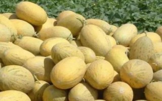 哈密瓜的產(chǎn)地，在我國主產(chǎn)于新疆