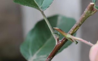 貴人果和冬紅果有什么區(qū)別，葉片、花朵和果實(shí)均不同