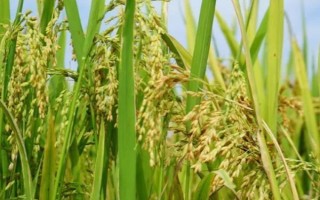 云粳136稻谷的特點，其生育期為180天