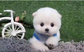 茶杯犬的由來，是基因突變產生的