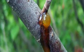 如何防治桃樹(shù)流膠病，冬季做好防寒措施