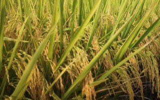 五優(yōu)樂(lè)占水稻種子介紹，全生育期為122.9天