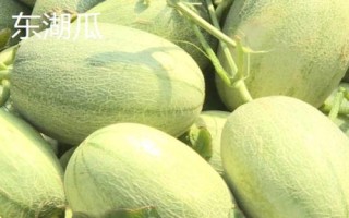 新疆阿勒泰地區(qū)的特產(chǎn)，喀納斯蜜瓜被譽(yù)為“阿山一絕”