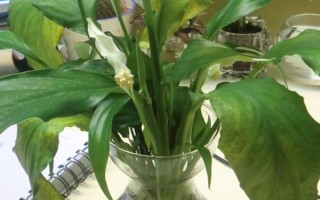 水培白掌葉尖為什么會干枯，可能是水質(zhì)差、養(yǎng)分不足、溫度過高等因素造成