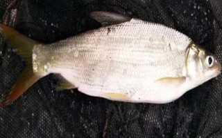 黃尾魚簡(jiǎn)介，因尾鰭呈桔黃色而得名