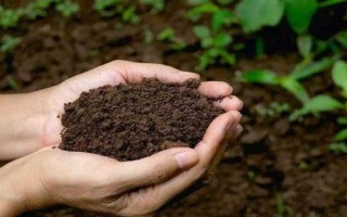 魚腥草怎么種植，按照20厘米的間距定植根莖