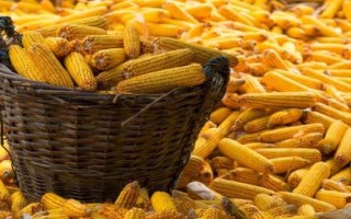金苑玉109玉米品種的特性，適宜密度4500株/畝左右