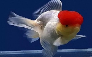 金魚會不會互相攻擊，一般不會互相攻擊