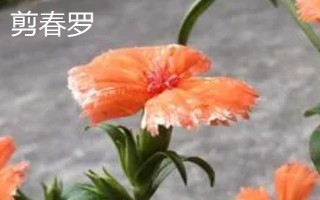 剪秋羅長什么樣子，高50-80厘米
