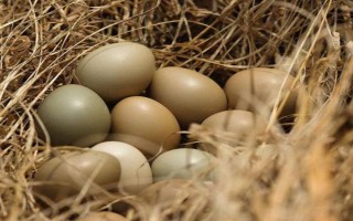 野雞苗公母如何鑒別，以翻肛鑒別為主