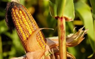 隆平259玉米種子特征特性，中抗灰斑病