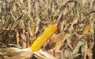 豐華17玉米種子特點，4月下旬至5月上旬播種