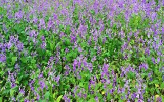 二月蘭的價格，通常在0.15-0.25元一株