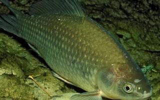 中國(guó)哪里的淡水魚(yú)產(chǎn)量最大，第一大省為湖北省