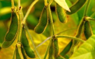 陜豆10號大豆種子特征特性，該品種屬夏播中熟品種