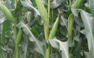 登峰101玉米種子特征特性，注意防治病蟲害