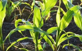 并單39玉米品種的特性，適宜播期4月下旬至5月上旬