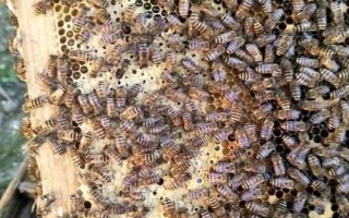 蜜蜂越冬的條件，一要溫度適宜二要飼料充足