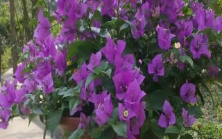 三角梅夏天怎么養(yǎng)開(kāi)花多，保證光照充足是關(guān)鍵