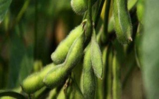 龍墾3319大豆種子簡介，北方春大豆早熟普通型品種