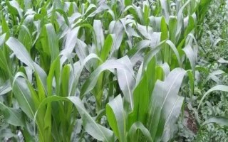 長圣358玉米品種簡介，中抗大斑病