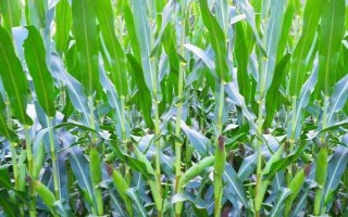 先正達(dá)408玉米種子簡(jiǎn)介，種植密度4000株/畝