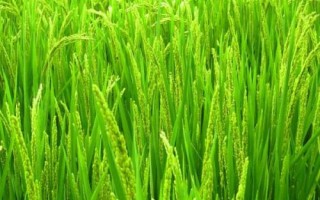 光明糯6號水稻種子簡介，常規(guī)粳型糯稻品種