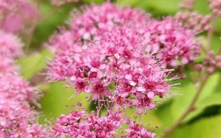 繡線菊的品種介紹，常見的有金山繡線菊、日本繡線菊等