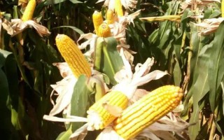 龍單76玉米種子簡介，在適應(yīng)區(qū)4月30日左右播種