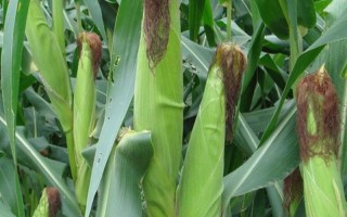 品甜9號(hào)玉米品種的特性，自4月底-6月底均可播種