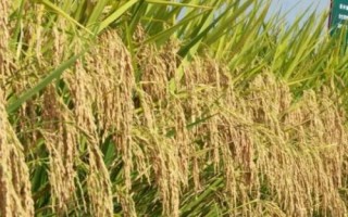 臻香優(yōu)野珍水稻種子特征特性，全生育期125.9天