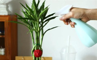 怎么養(yǎng)富貴竹，適宜生長在陰涼的環(huán)境中