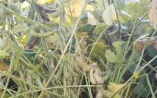 中龍豆1號(hào)大豆品種的特性，5月上旬播種