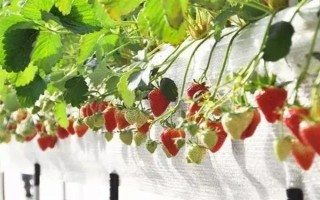 哪些因素會(huì)影響草莓膨大，主要有種子、溫度、光照等5個(gè)原因