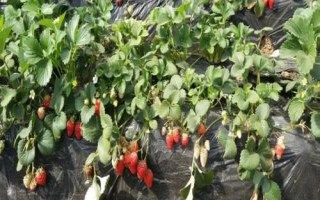 草莓屬于哪個(gè)季節(jié)的水果，常在春末夏初采摘上市