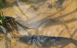 稻田養(yǎng)魚技術(shù)，水位控制在8厘米左右