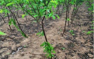 優(yōu)質(zhì)的李子品種，常見的有愛琴李、安哥諾、黑寶石李等
