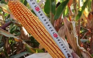 甘玉甜5號玉米種子特點，種植密度每畝4500株