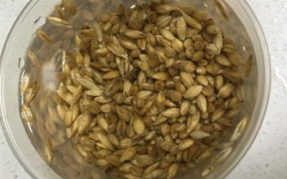 有機(jī)蔬菜種子怎么浸種催芽，用溫水浸泡后再放入容器中并覆蓋濕毛巾