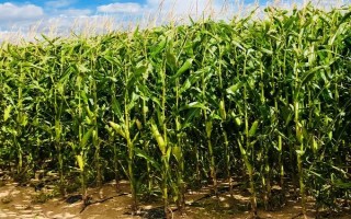 奧玉青貯5102玉米品種簡介，每畝追施尿素30公斤