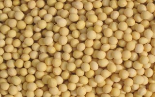 浙鮮9號大豆種子特點，該品種生育期85天