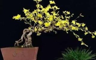 迎春花的養(yǎng)殖方法，適宜生長在10-25℃左右的環(huán)境
