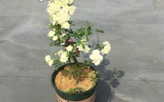為什么木香花不能種，是由于其耐寒性較差