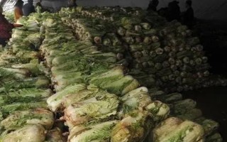大白菜儲存期間怎么防治性軟腐病，應(yīng)先做好田間防治工