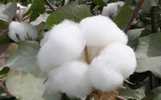 冀棉569棉花種子特點(diǎn)，全生育期總用量不超過10克