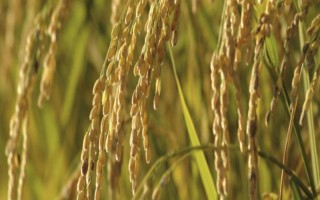 Q2優(yōu)3號(hào)水稻種子特征特性，每畝1.2萬(wàn)穴左右