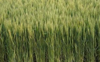 華齊麥5號小麥種子介紹，適播期畝基本苗15-20萬